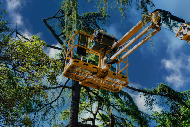 Best Arborist Consultation Services  in Newton, AL