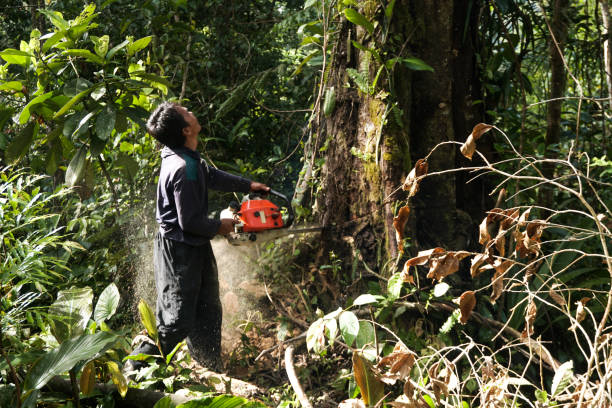 Best Hazardous Tree Removal  in Newton, AL