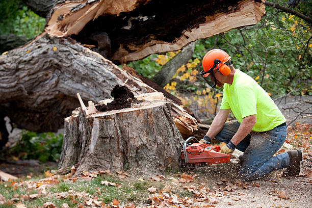 Professional Tree Care Services in Newton, AL